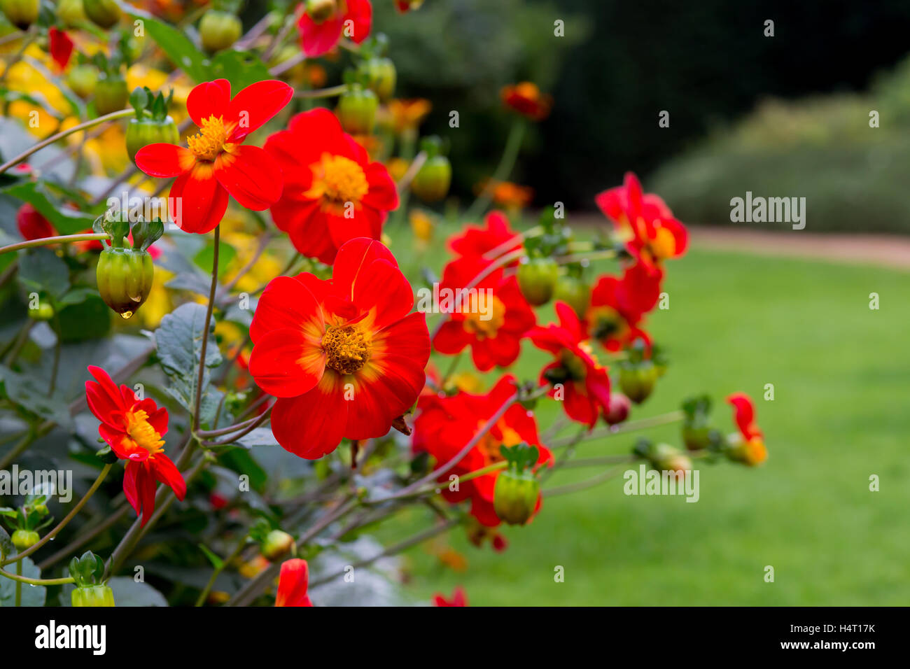 Schöne rot blühenden Dahlien in Ferienhaus Blume Grenze mit einem grünen Hintergrund Stockfoto