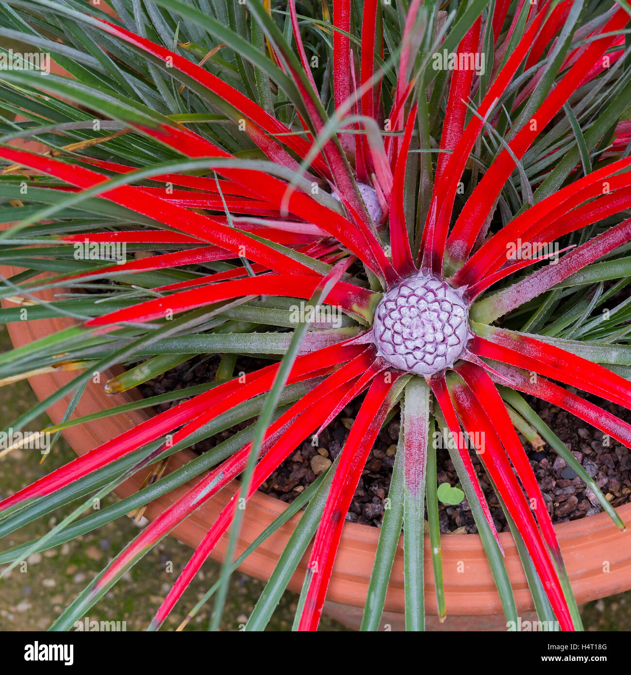 Bromelia humilis Fotos und Bildmaterial in hoher Auflösung Alamy