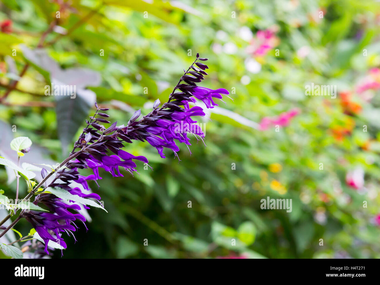 Salvia amistad garten grenze Fotos und Bildmaterial in hoher