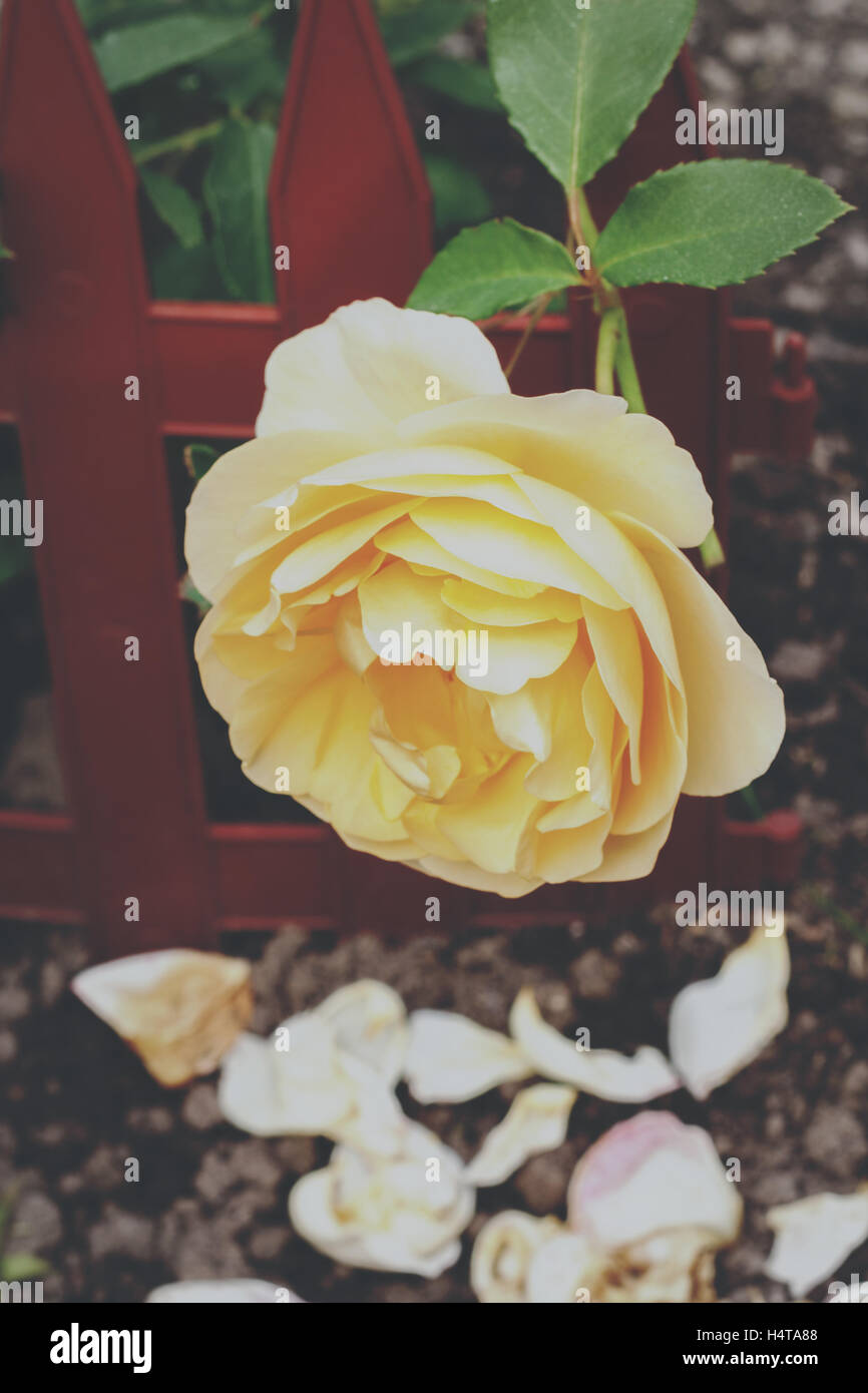 Gelbe Rose in einem Garten. Vintage Film und Korn-Stil. Stockfoto