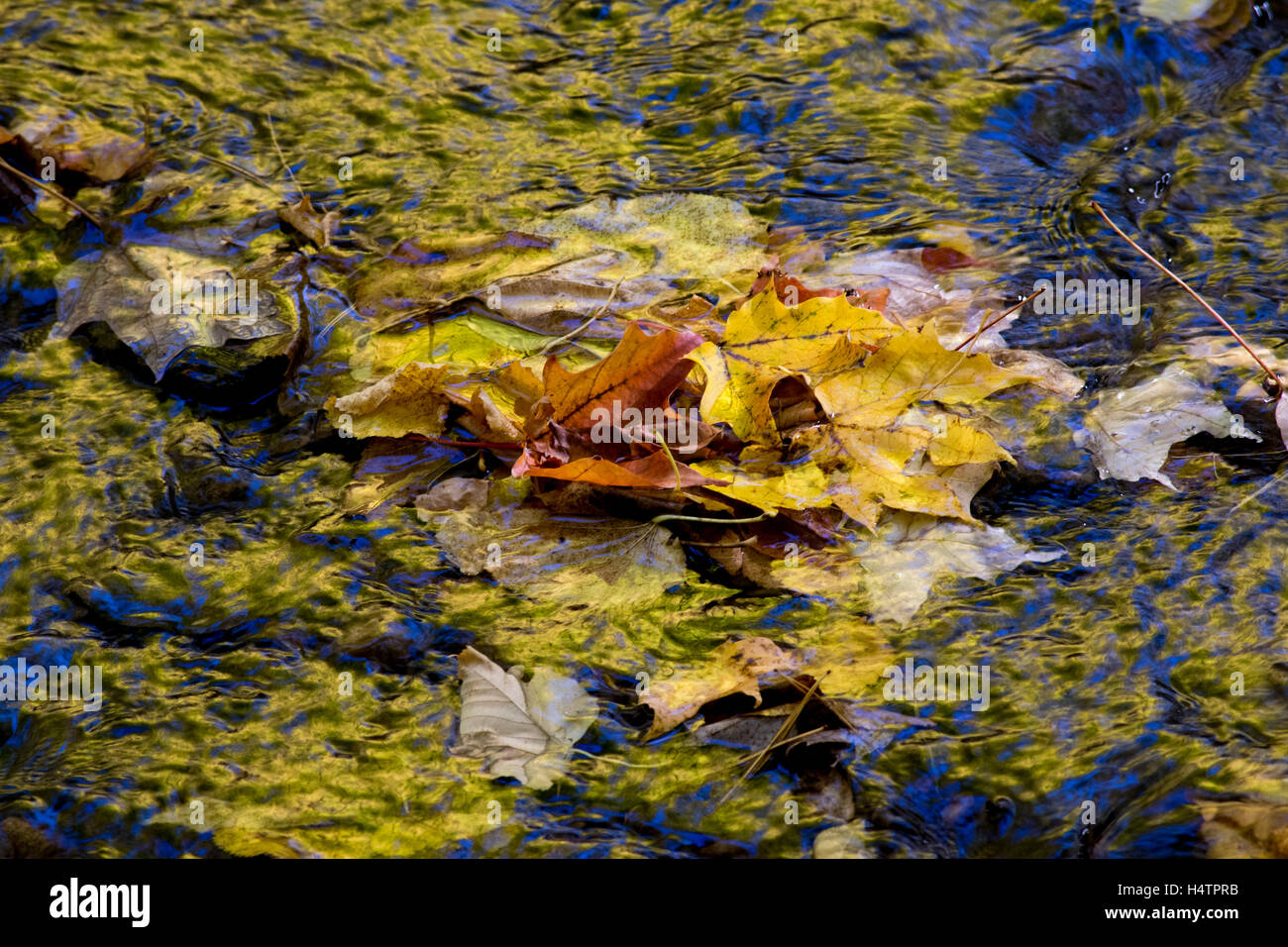 Reflexionen von Herbst in einem Wald Teich. Stockfoto