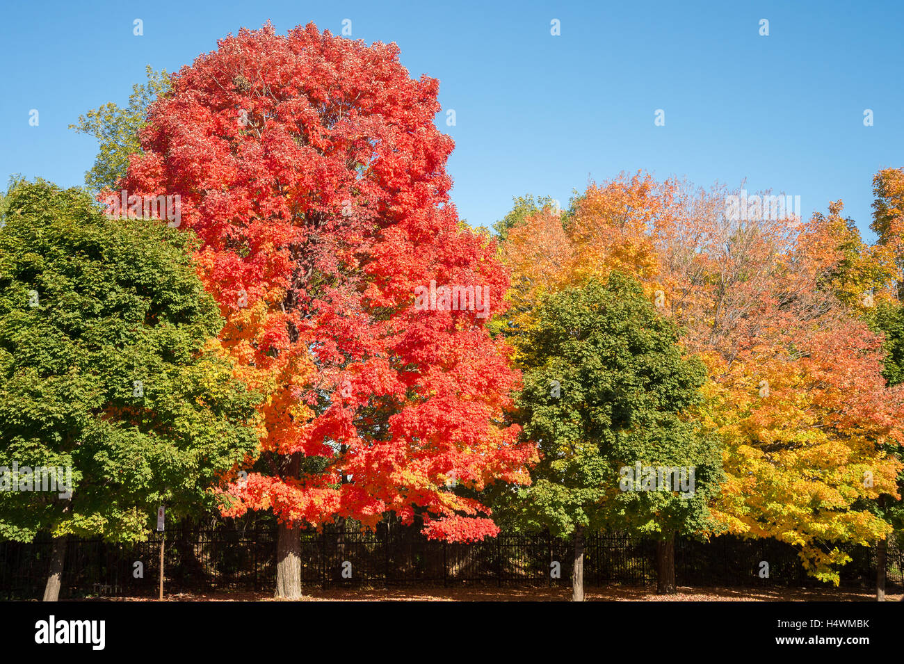Ahornbäume mit Herbstfarben in Montreal, Kanada. Stockfoto