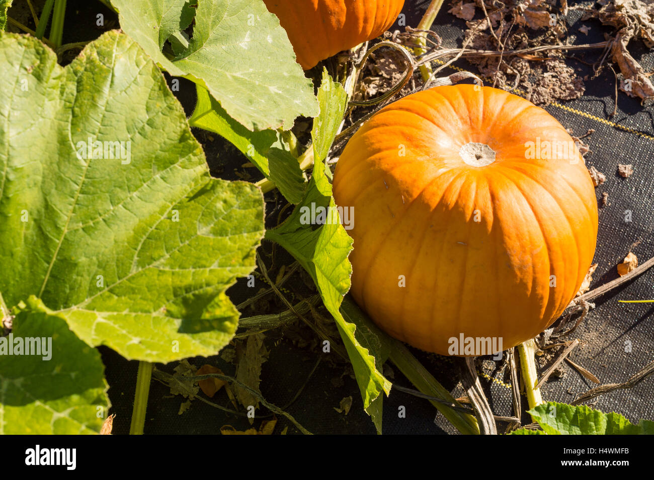 Orange Kürbis im Garten wächst Stockfoto