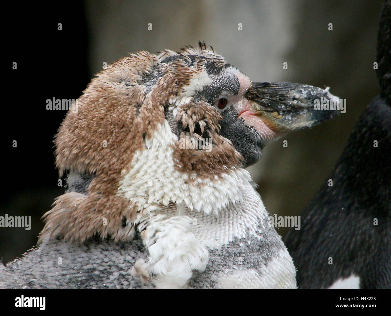 South American Humboldt-Pinguin (Spheniscus Humboldti), ursprünglich aus Chile und Peru Mauser Stockfoto