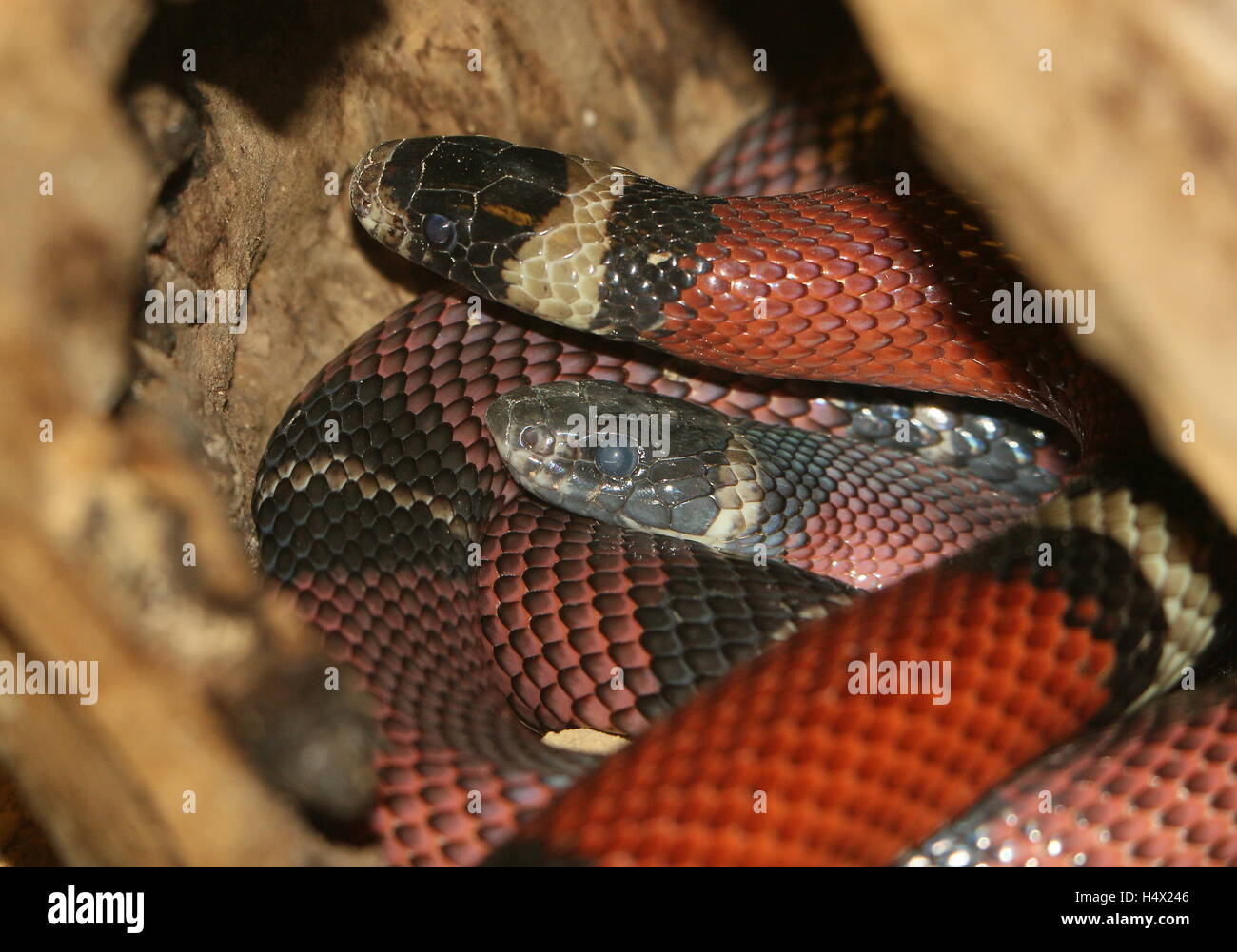 Paar aufgerollt mexikanischen Milch Schlangen (Lampropeltis Triangulum), Nahaufnahme der Köpfe Stockfoto