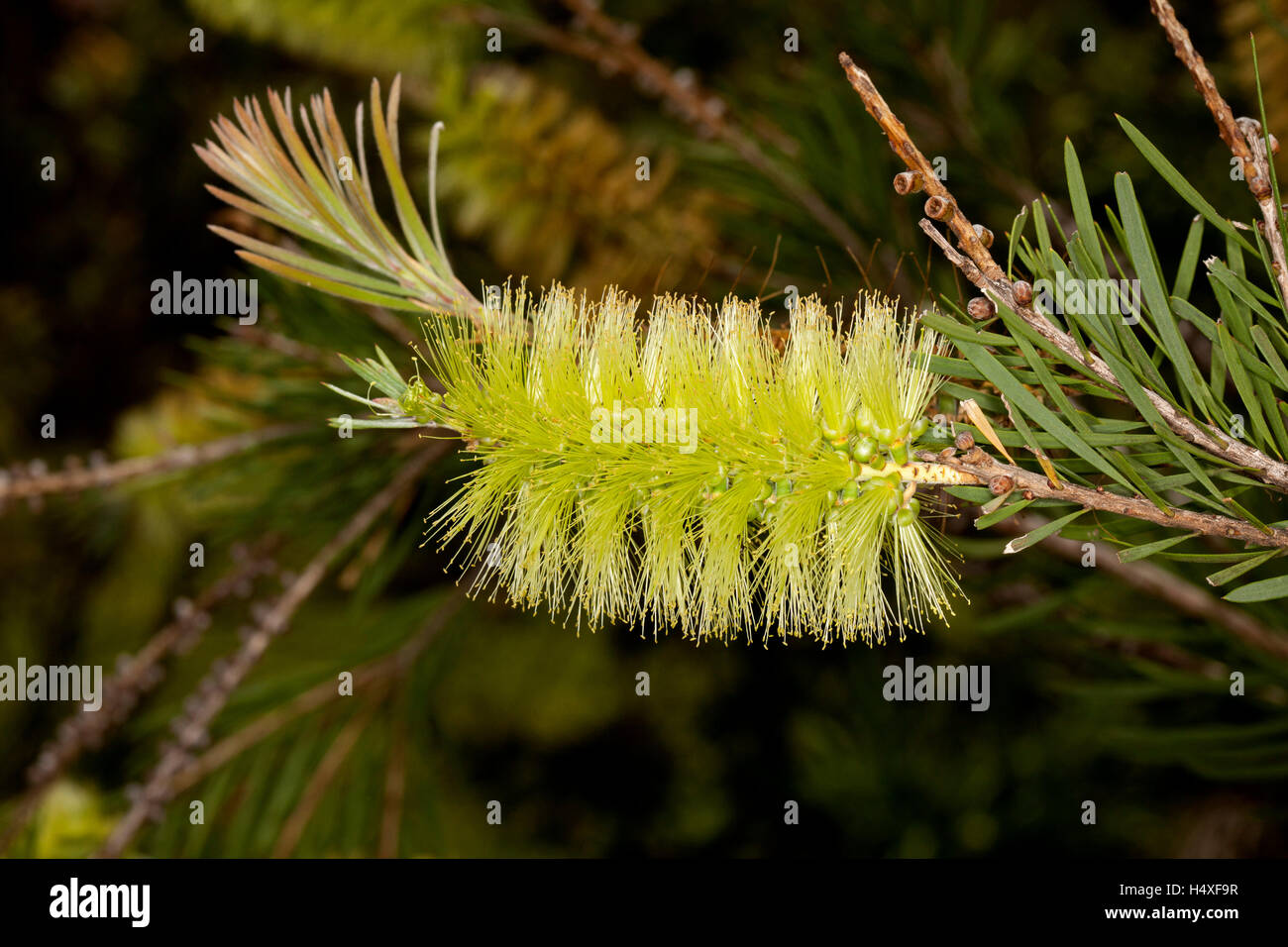 Atemberaubende & ungewöhnliche grüne flauschige Blume & Blätter der Australian native Strauch Zylinderputzer Viridiflorus, Bottlebrush Blüte auf dunklem Hintergrund Stockfoto