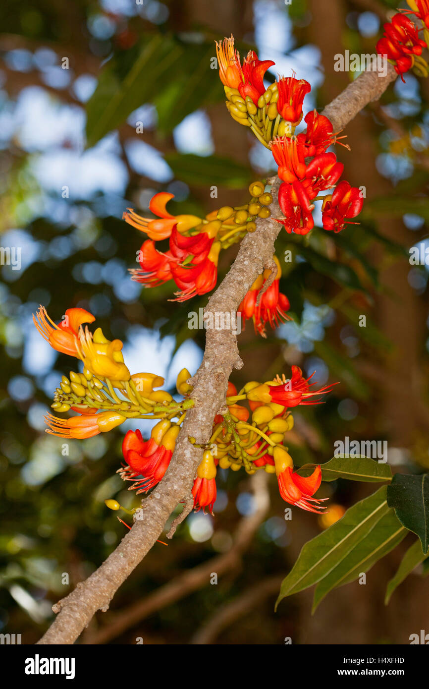 Cluster von leuchtend roten, orangefarbenen & gelben Blüten der australische schwarze Bohne Baum, Castanospermum Australe auf Hintergrund der dunklen Blättern Stockfoto