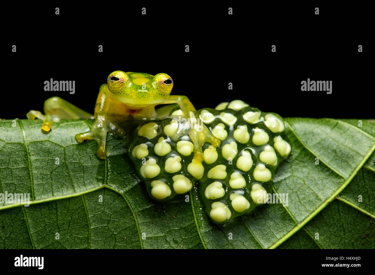 Männliche Glassfrog (Hyalinobatrachium Aureoguttatum) bewacht ein Gelege mit Eiern, Choco-Regenwald, Canande River Reserve, Ecuador Stockfoto