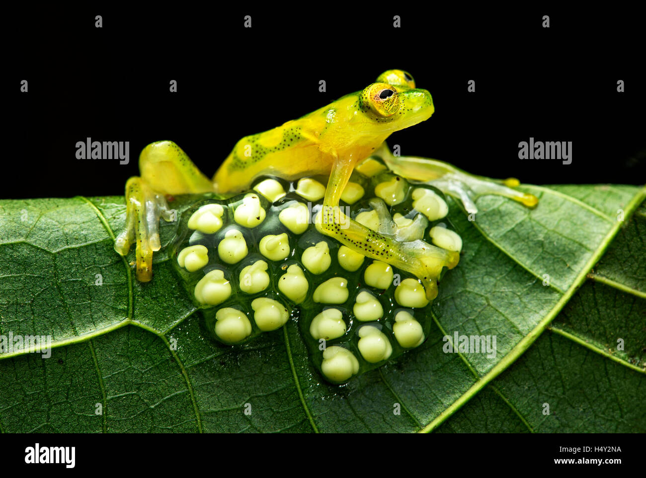 Männliche Glassfrog (Hyalinobatrachium Aureoguttatum) bewacht ein Gelege mit Eiern, Choco-Regenwald, Canande River Reserve, Ecuador Stockfoto