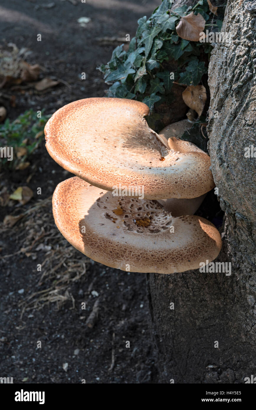 Pilze wachsen an der Seite eines Baumes Stockfoto