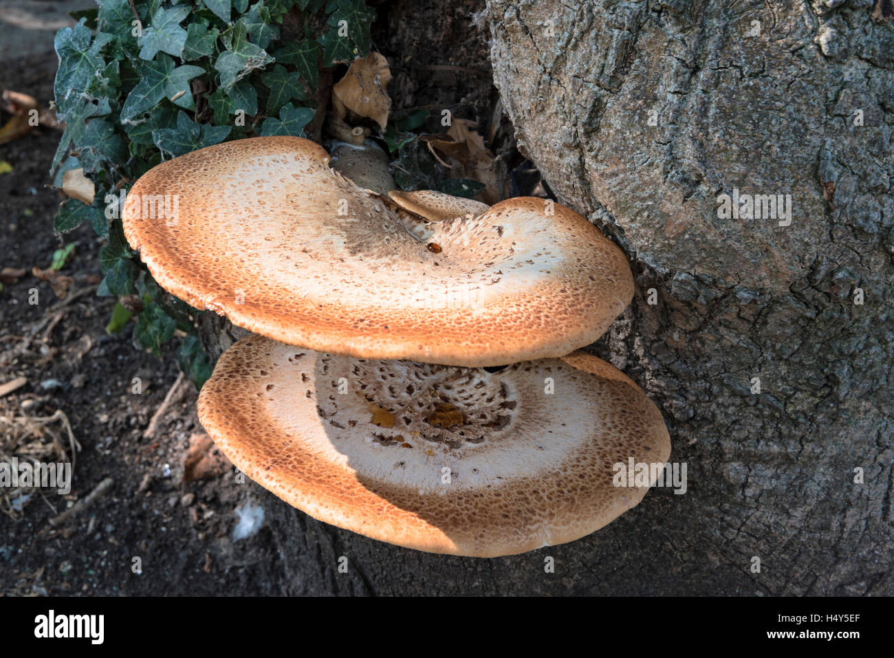 Pilze wachsen an der Seite eines Baumes Stockfoto