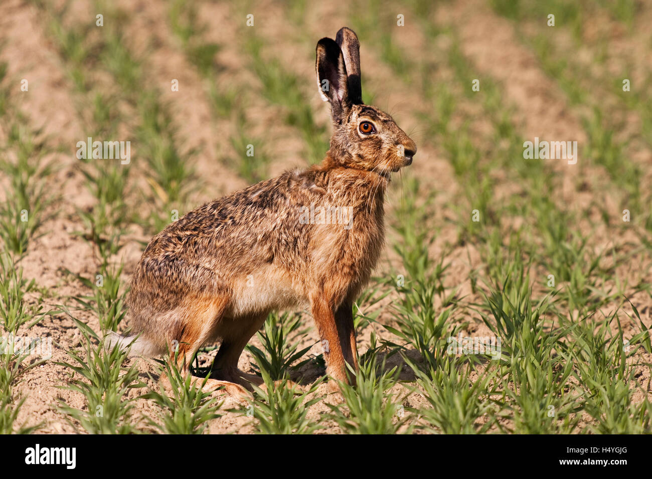 Feldhase oder brauner Hase (Lepus Europaeus) (Lepus Europaeus) in einem Feld Stockfoto