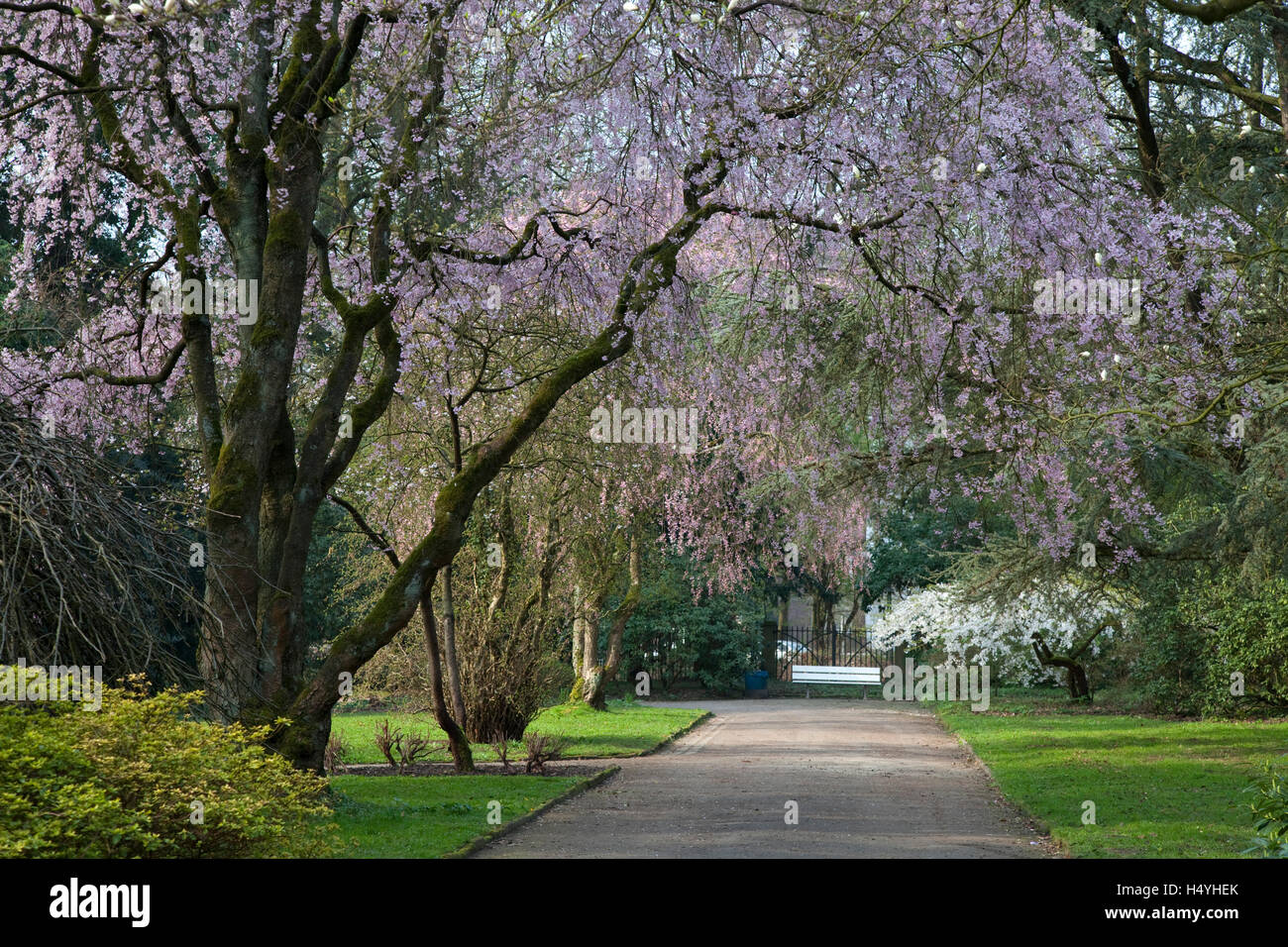 Frühling im Romberg Park, Weg mit Bank, Dortmund, Ruhrgebiet, Nordrhein-Westfalen Stockfoto
