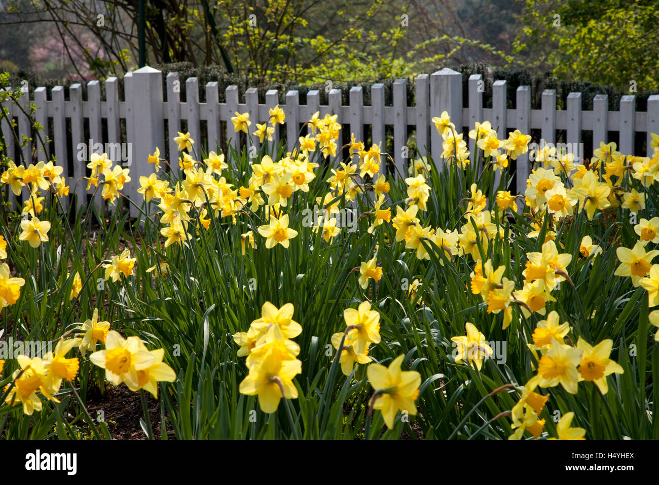 Blühende Narzissen, Frühling im Westfalenpark, Dortmund, Ruhrgebiet, Nordrhein-Westfalen Stockfoto