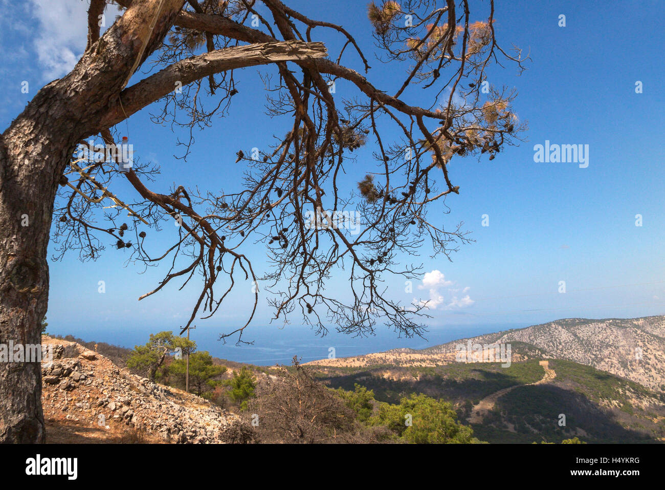 Verbrannte Bäume nach der großen Waldbrand 2012 Chios Insel Griechenlands Stockfoto