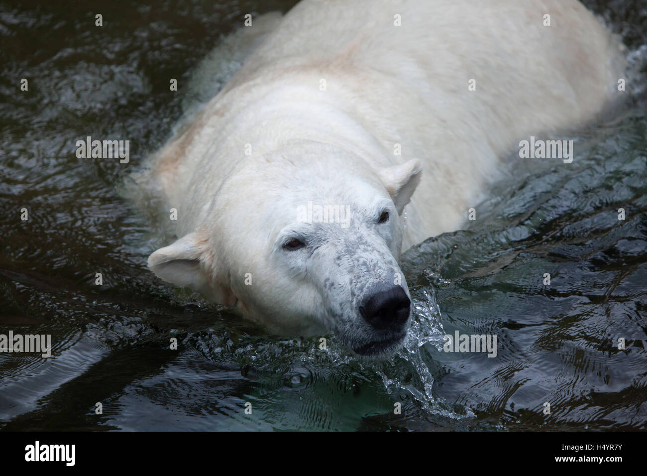 Eisbär (Ursus Maritimus) schwimmen. Tierwelt Tier. Stockfoto