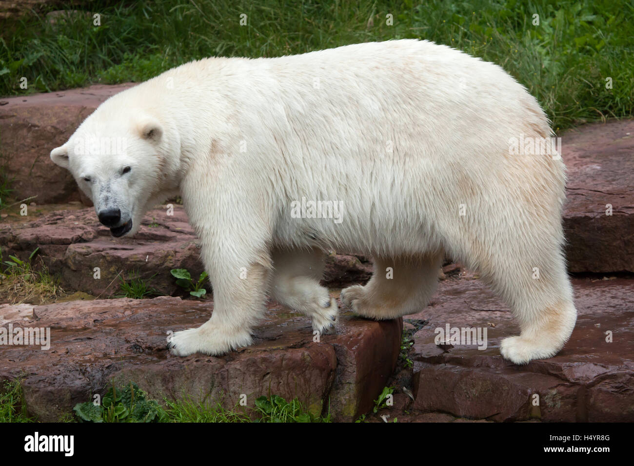 Eisbär (Ursus Maritimus) im Nürnberger Zoo in Nürnberg, Bayern, Deutschland. Stockfoto