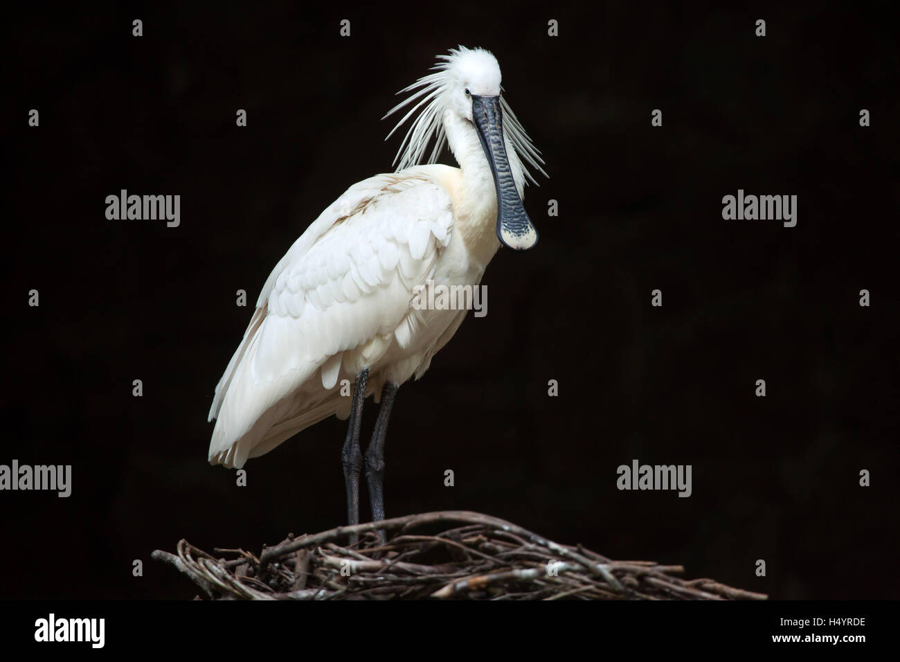 Eurasische Löffler (Platalea Leucorodia), auch bekannt als die gemeinsame Löffler. Tierwelt Tier. Stockfoto