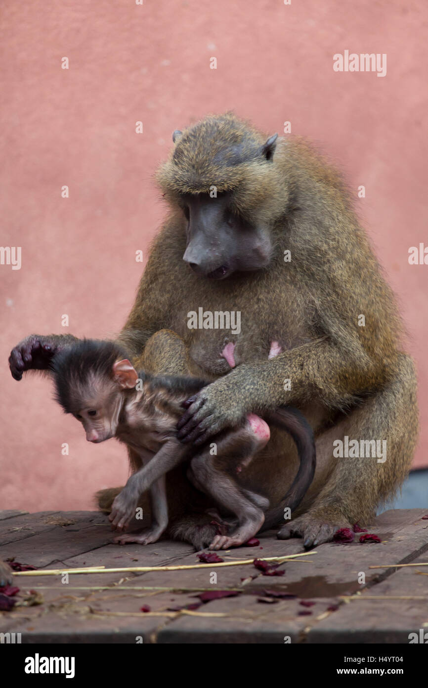 Guinea-Pavian (Papio Papio). Weiblicher Pavian mit ihren Neugeborenen im Nürnberger Zoo in Nürnberg, Bayern, Deutschland. Stockfoto