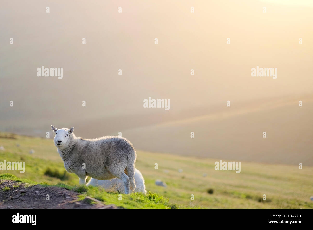 Schafe in Pen Y Fan, Brecon Beacons Nationalpark, uk Stockfoto