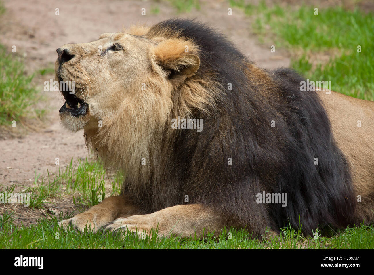 Asiatische Löwe (Panthera Leo Persica), auch bekannt als die indischen Löwen. Tierwelt Tier. Stockfoto