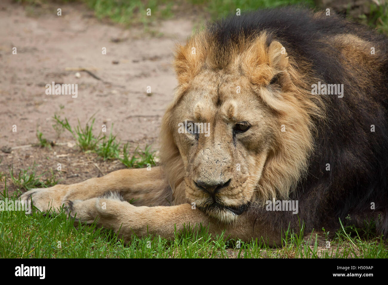 Asiatische Löwe (Panthera Leo Persica), auch bekannt als die indischen Löwen. Tierwelt Tier. Stockfoto