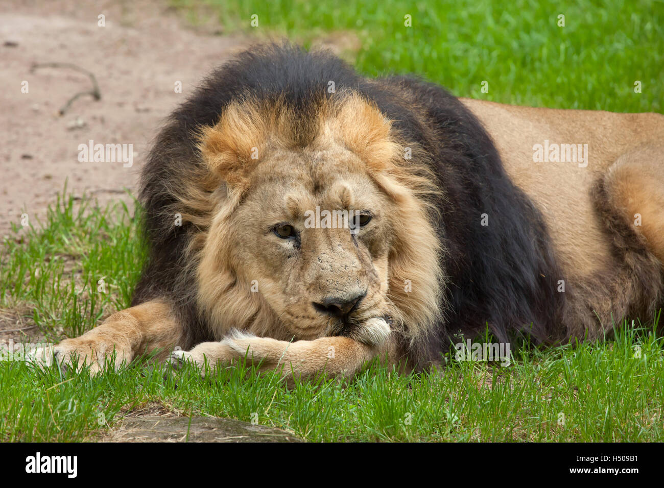 Asiatische Löwe (Panthera Leo Persica), auch bekannt als die indischen Löwen. Tierwelt Tier. Stockfoto