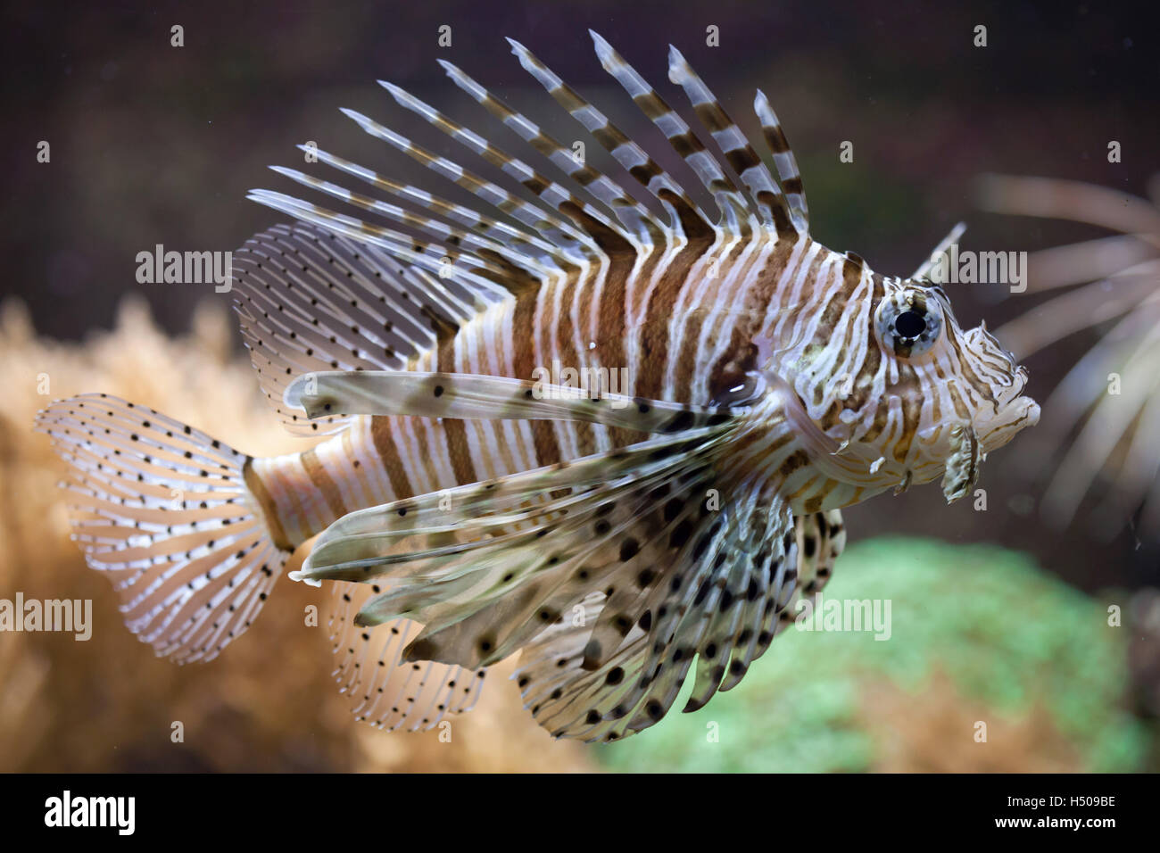 Roten Rotfeuerfisch (Pterois Volitans). Tierwelt Tier. Stockfoto