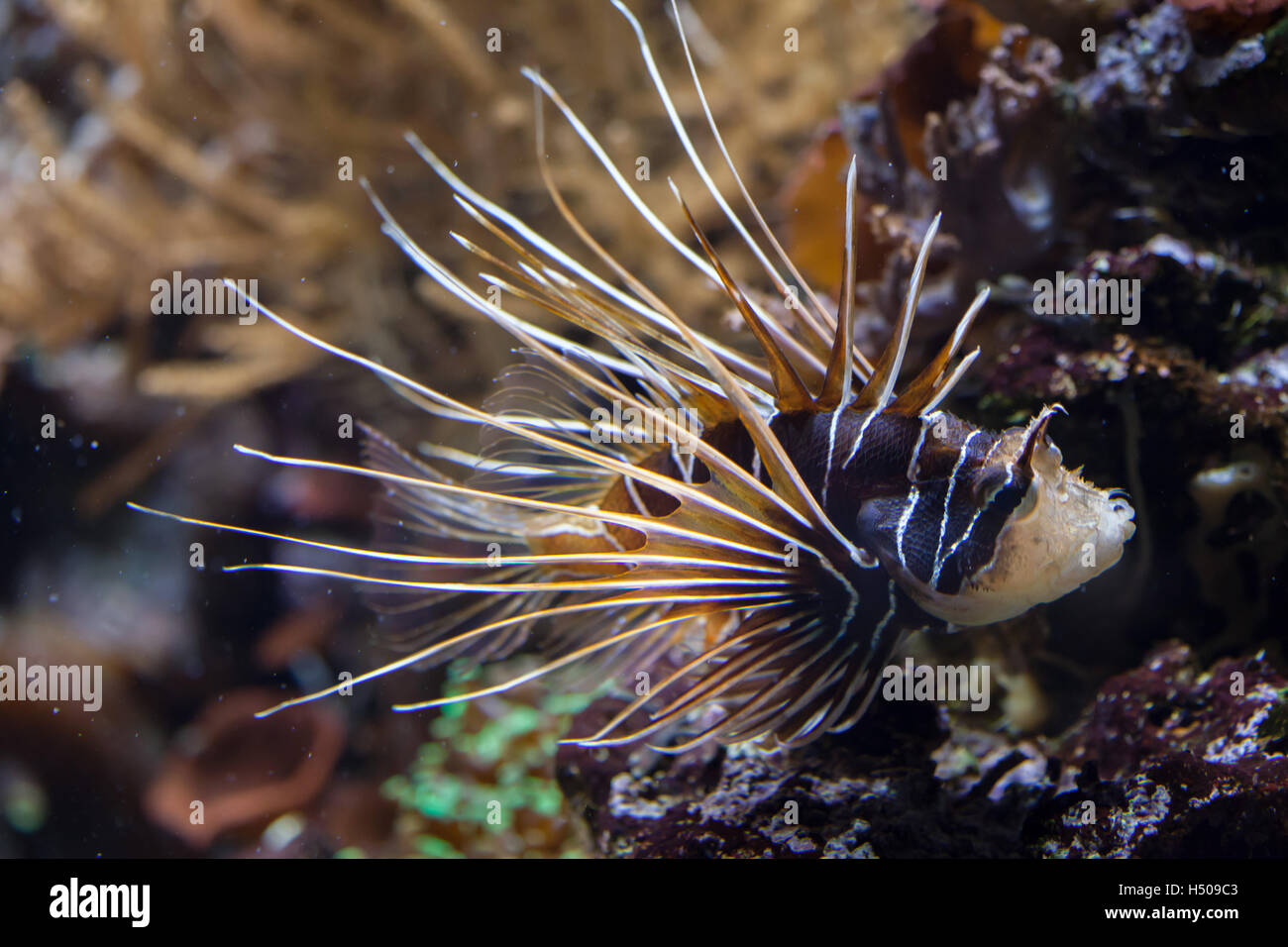 Clearfin Rotfeuerfisch (Pterois Radiata), auch bekannt als die Radiata Rotfeuerfisch oder Radial Firefish. Tierwelt Tier. Stockfoto