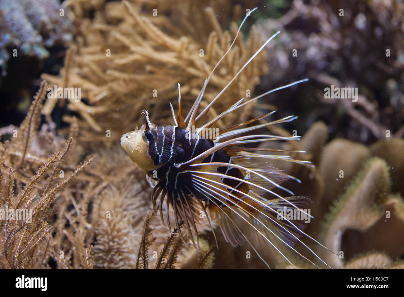 Clearfin Rotfeuerfisch (Pterois Radiata), auch bekannt als die Radiata Rotfeuerfisch oder Radial Firefish. Tierwelt Tier. Stockfoto