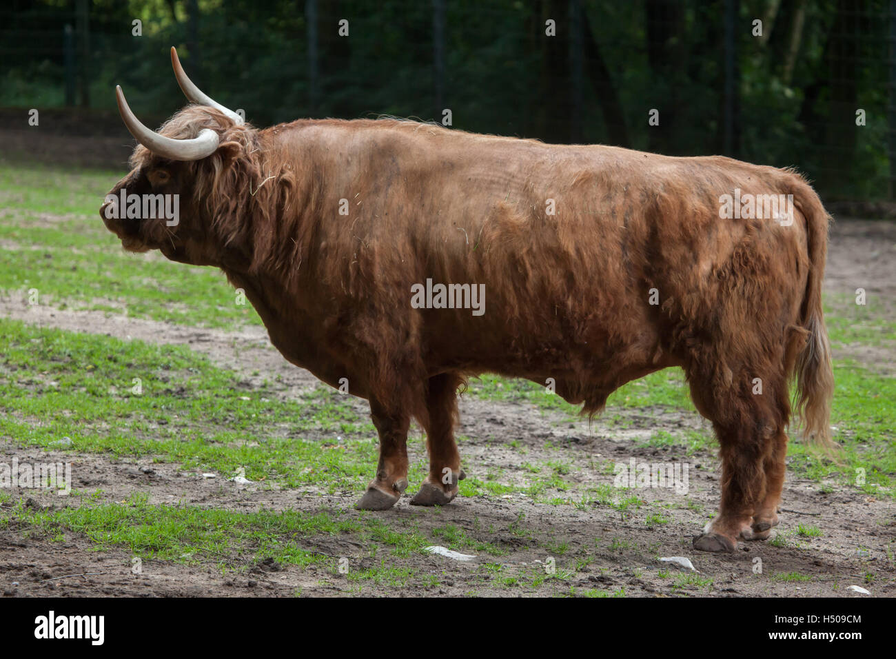 Schottische Hochlandrinder (Bos Primigenius Taurus) im Nürnberger Zoo in Nürnberg, Bayern, Deutschland. Stockfoto