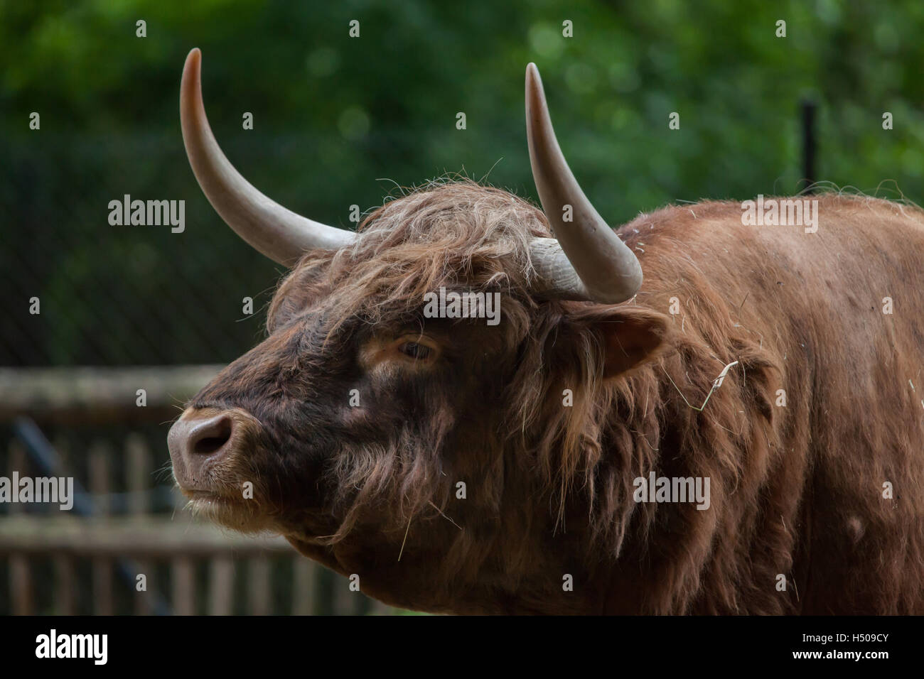 Schottische Hochlandrinder (Bos Primigenius Taurus) im Nürnberger Zoo in Nürnberg, Bayern, Deutschland. Stockfoto