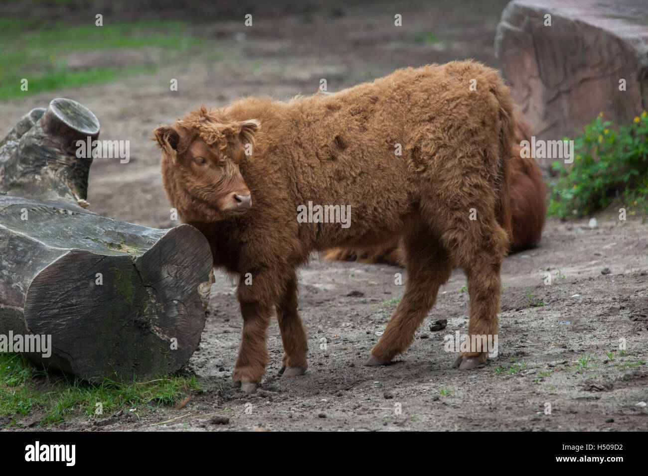 Schottische Hochlandrinder (Bos Primigenius Taurus) Kalb im Nürnberger Zoo in Nürnberg, Bayern, Deutschland. Stockfoto