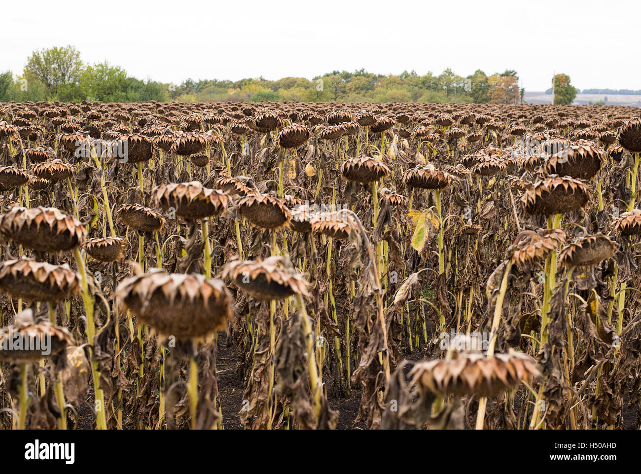 Getrocknete Sonnenblumen auf einem Feld im Herbst Stockfoto