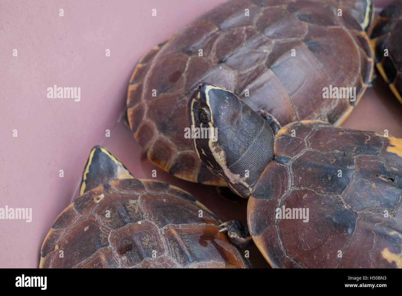Schildkroten Zum Verkauf Thailand Markt Tiefenscharfe Stockfoto Bild 123555071 Alamy