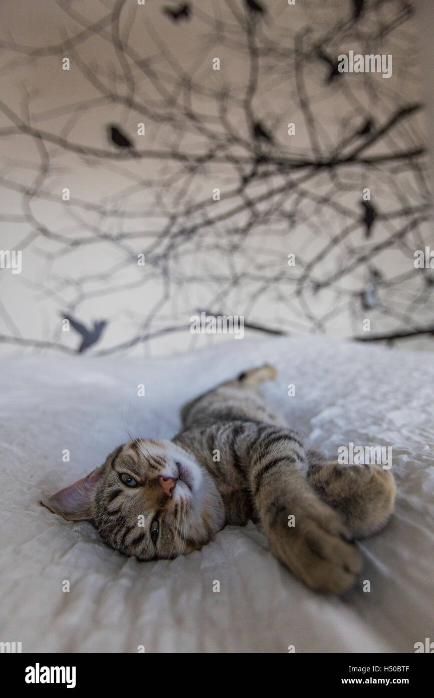 Lustige und faule Katze ist total Chef in ein großes Doppelbett. Die Wand hinter ist mit Vögel verziert... Stockfoto