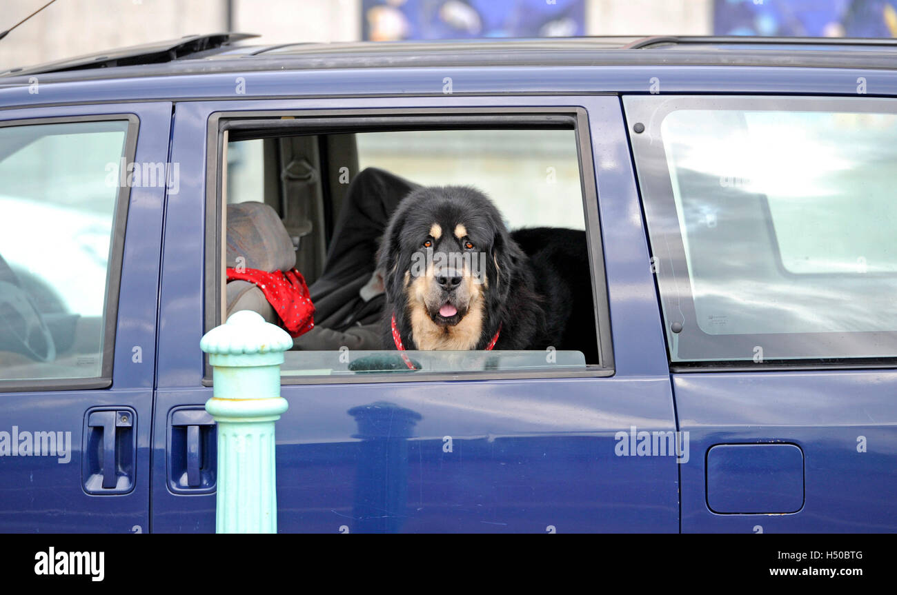 Tibet-Dogge Hund aus einem Autofenster Stockfoto