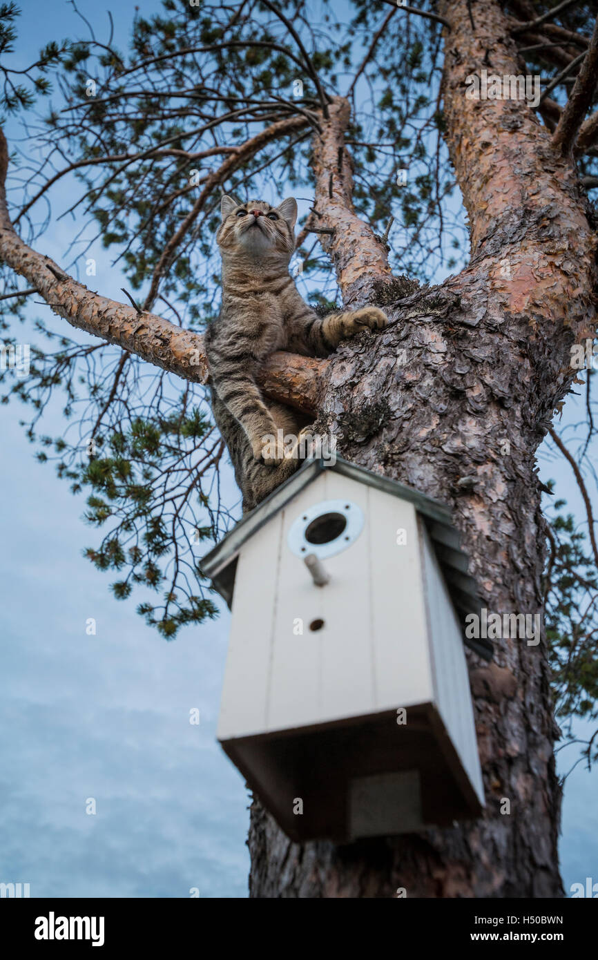 Katze in einen großen Baum, und er ist sehr interessiert an den Vogelkäfig Stockfoto