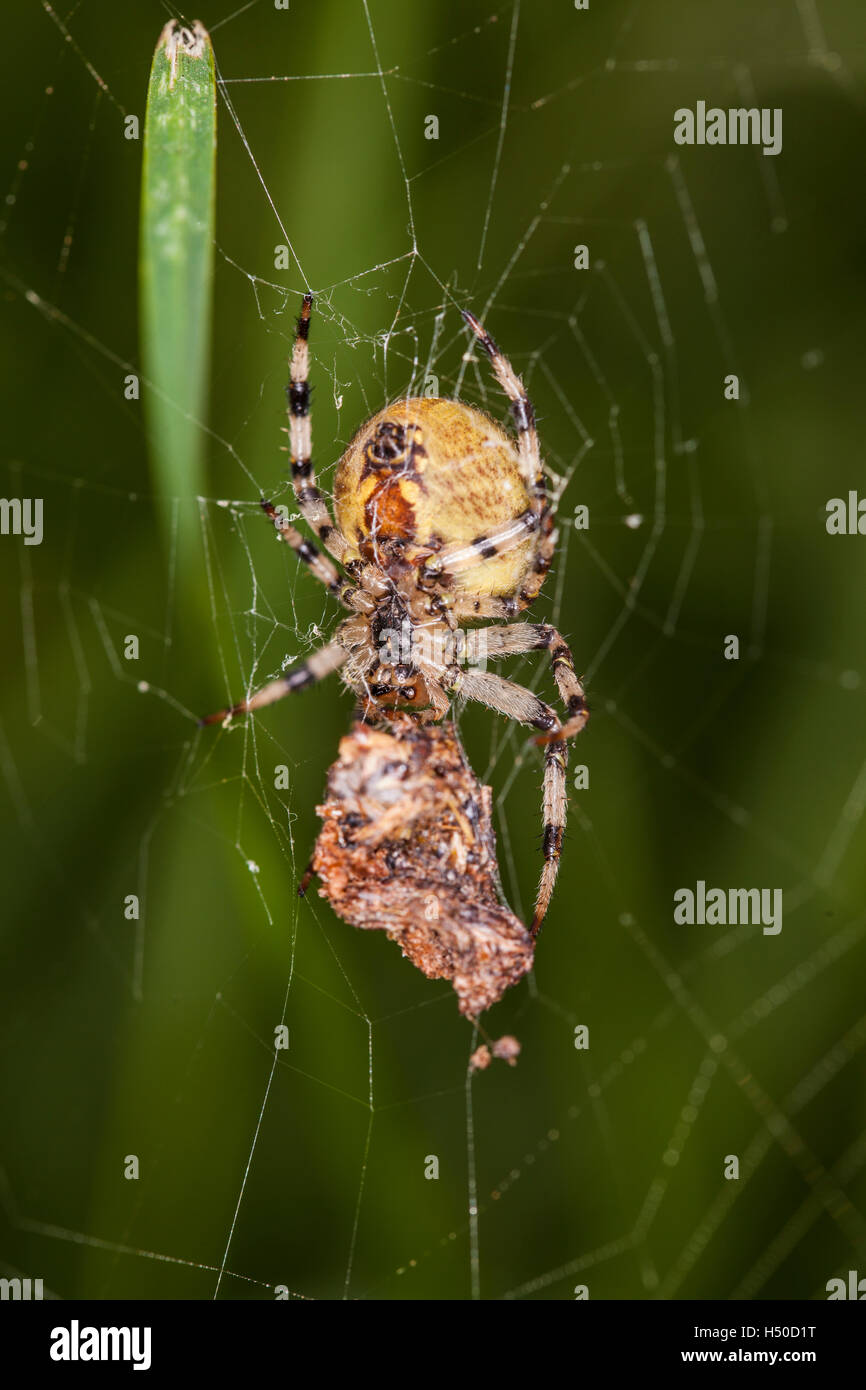 Spinne gefangen seine Beute, Nahrung für später Stockfoto