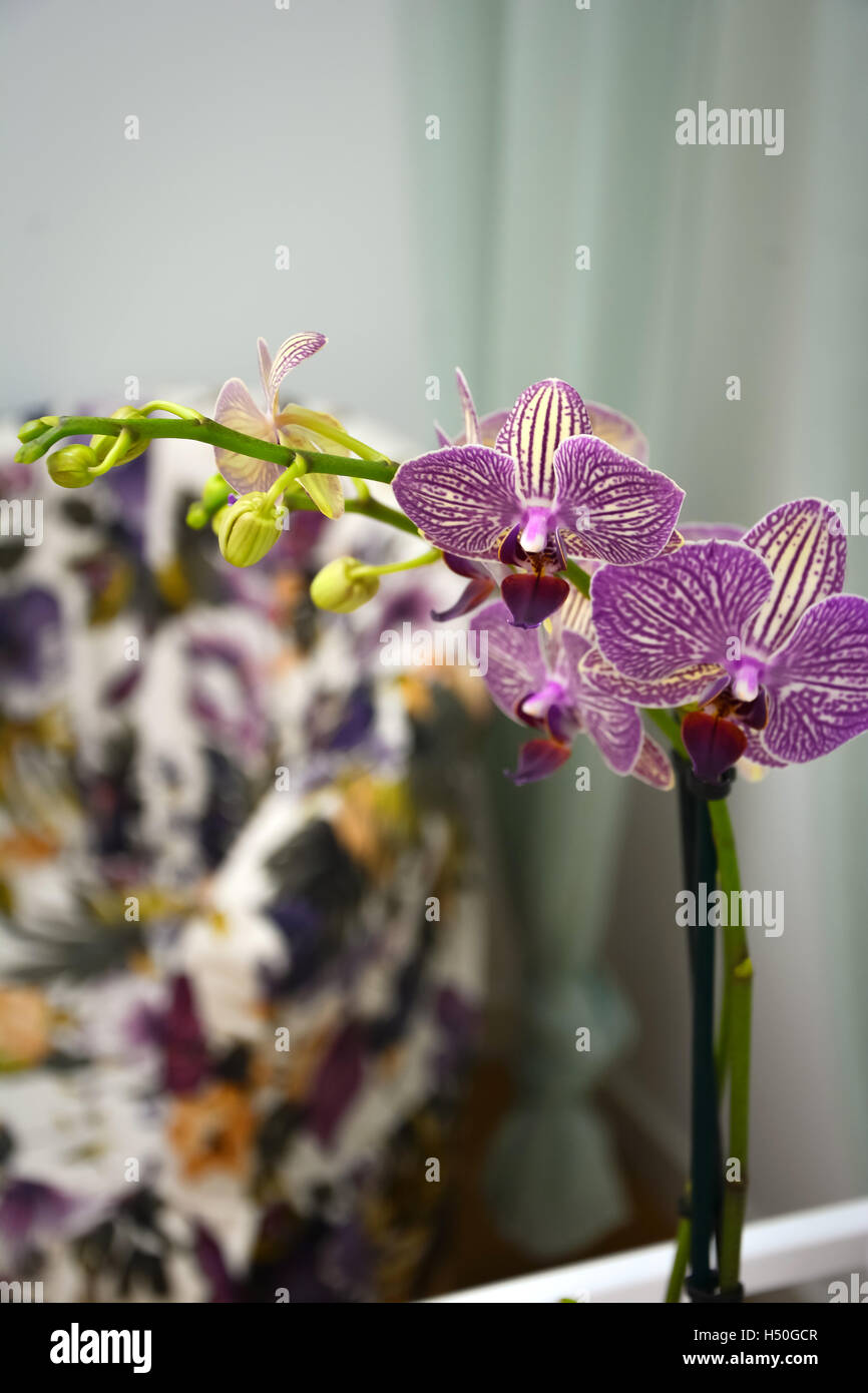 Dies ist eine Orchidee. Stockfoto