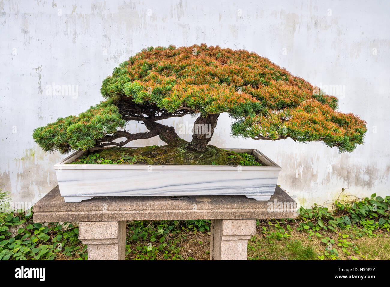 Bonsai-Baum in die Humble Administrator Garten, einen chinesischen Garten in Suzhou, einer UNESCO-Welt-H Stockfoto