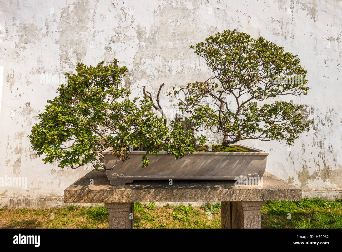 Bonsai-Baum in die Humble Administrator Garten, einen chinesischen Garten in Suzhou, einer UNESCO-Welt-H Stockfoto