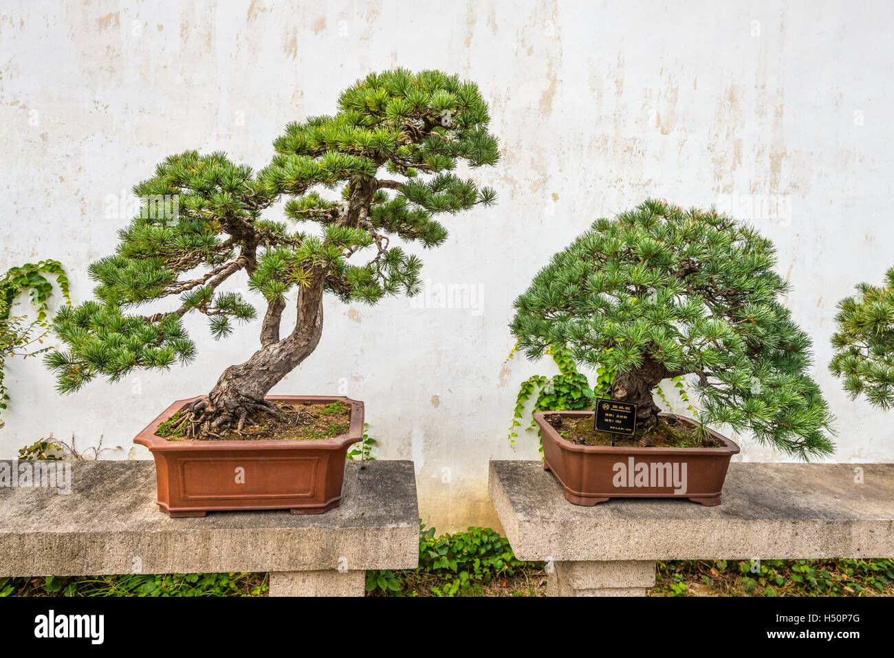 Bonsai-Bäume in der Humble Administrator Garten, einen chinesischen Garten in Suzhou, einer UNESCO-Welt Stockfoto