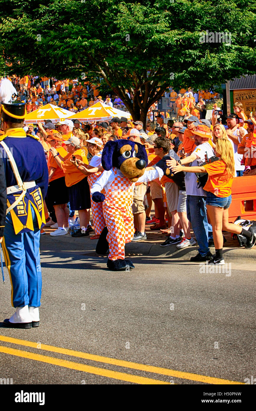 Smokey Bär - das Maskottchen der Fußball-Nationalmannschaft University of Tennessee in Knoxville, TN Stockfoto
