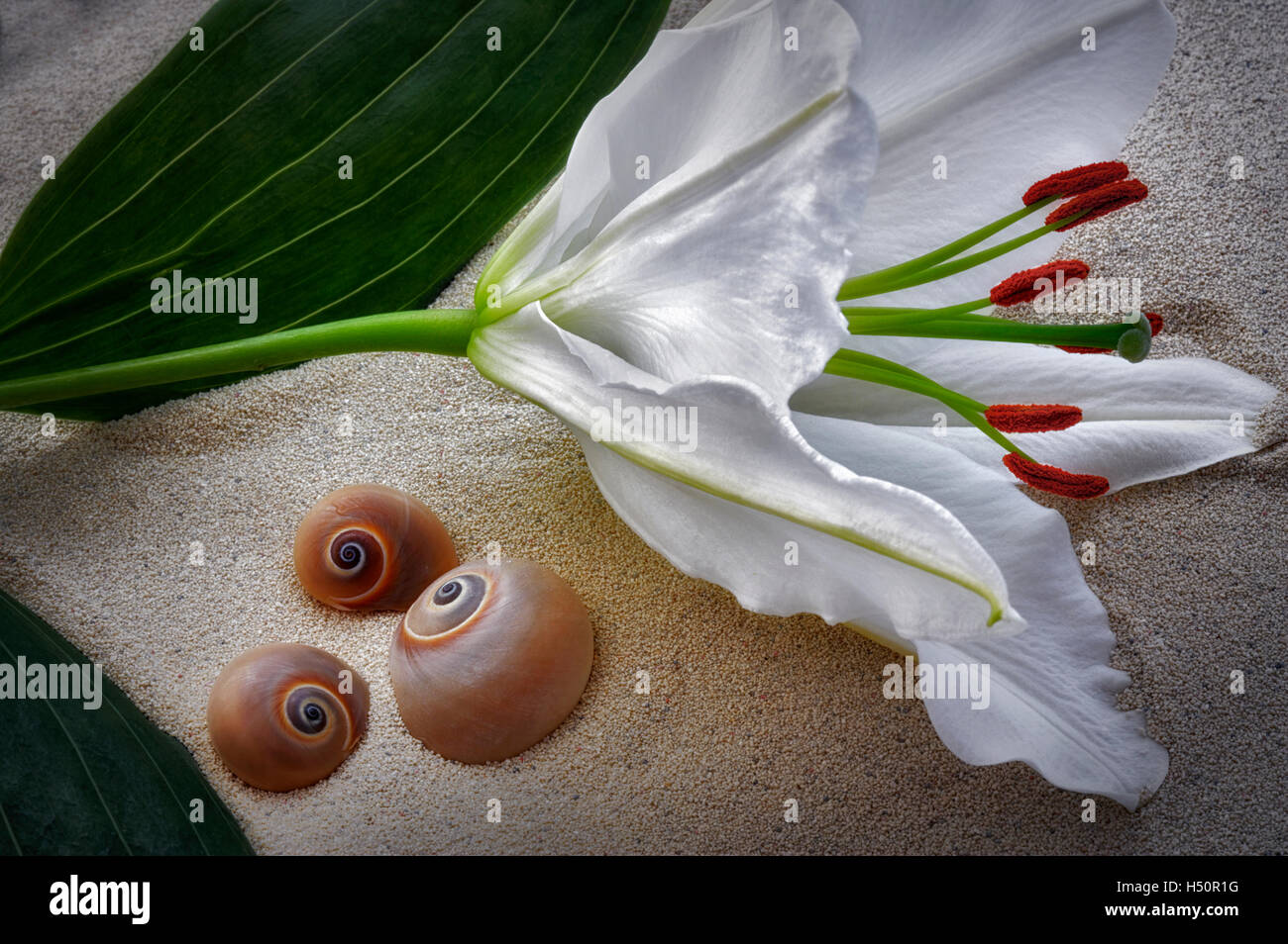 Weiße orientalische Lilie und Schnecke Muschel. Stockfoto