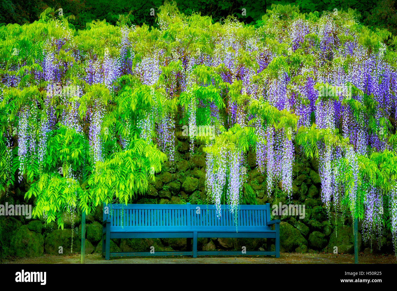 Wisteria (Wisteria Floribunda) und Bank. Bischöfe schließen. Portland. Oregon Stockfoto