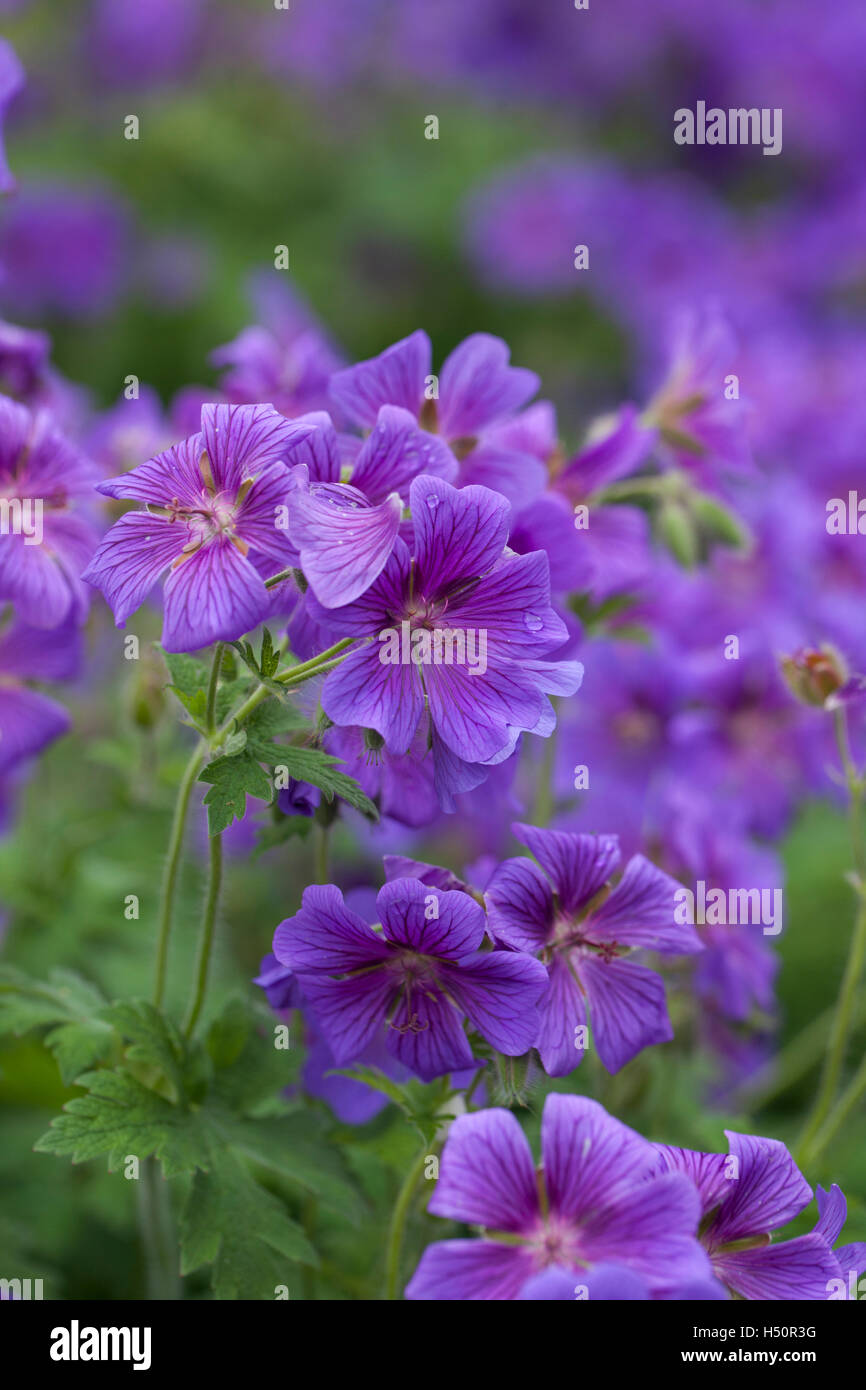 Nahaufnahme von Hardy Purple Cranesbill Geranium, die in einem englischen Garten blüht Stockfoto