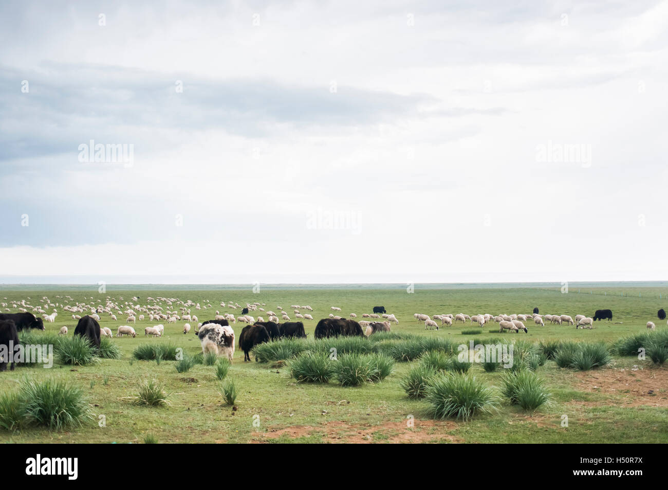 Yak und Schafe grasen auf die Wiese Grasland am Qinghai Provinz, China. Stockfoto