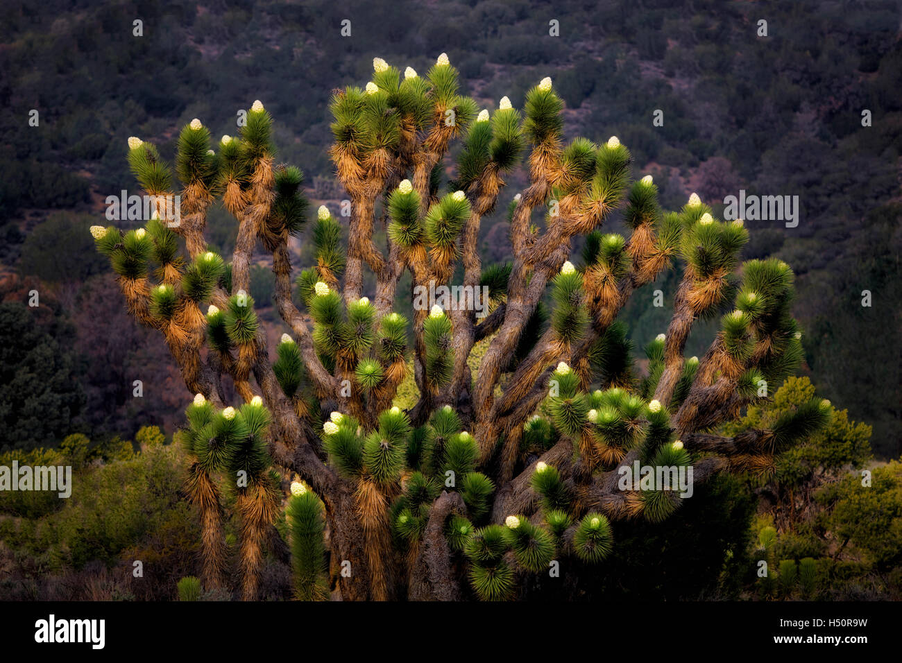 Bloomin Joshua Bäume. In der Nähe von Wlker Pass, Kalifornien Stockfoto