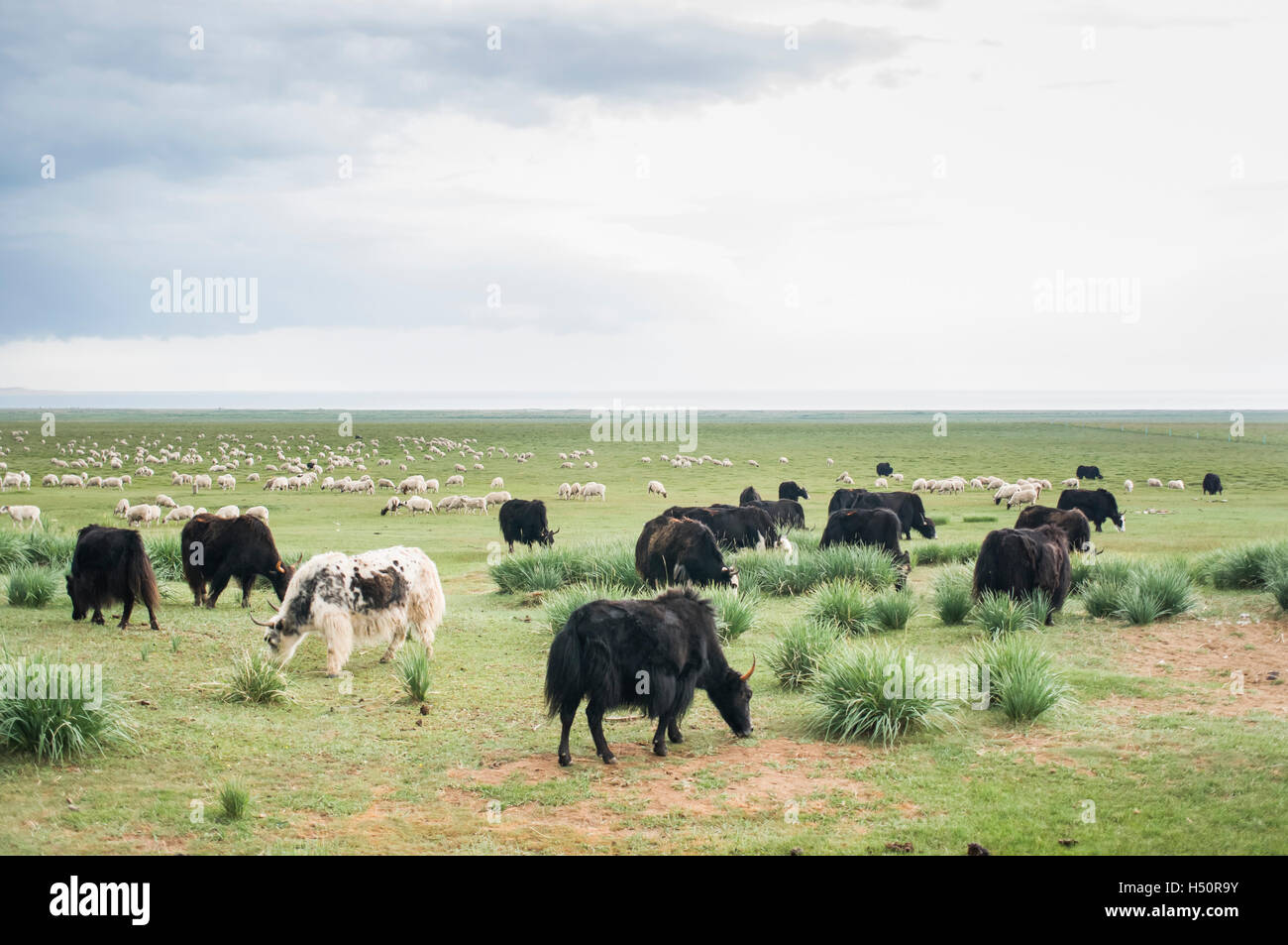 Yak und Schafe grasen auf die Wiese Grasland am Qinghai Provinz, China. Stockfoto